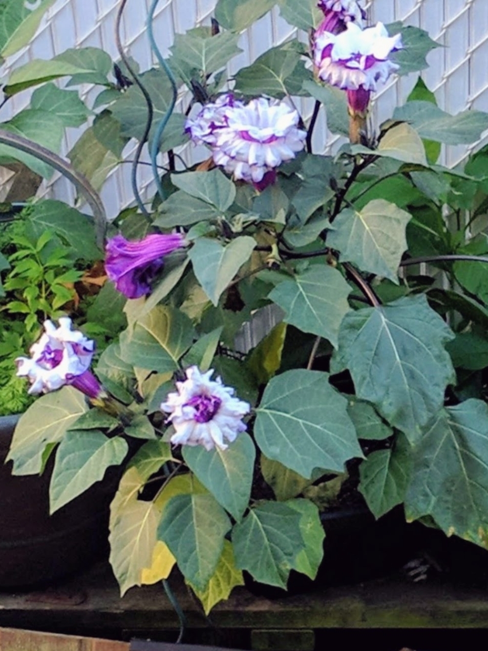 Double Purple Angel Trumpet / Devil Trumpet